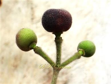  Fruits